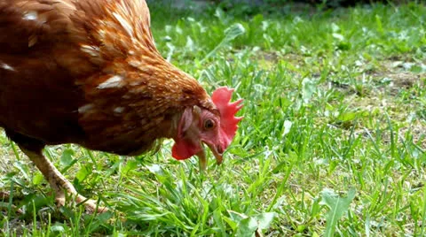 Slow motion hen Stock Footage 25531034