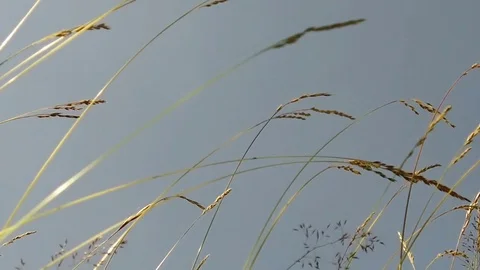 Slow motion herbs in Armentara, Alta Badia Stock Footage 78710535