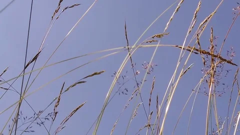 Slow motion herbs in Armentara, Alta Badia Stock-Footage 78710544