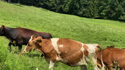 Slow Motion: Herd of Cows climbs hill on Farm Meadow Stock Footage 144571035
