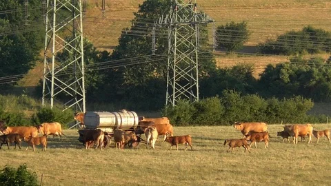 Slow-motion: herd of cows with young calves walking and running, cattle farming Video stock 111785745