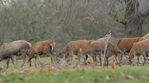Slow motion herd of deers and stags walking across a field whilst grazing wild  Stock Footage 85693608