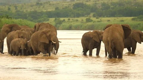Slow motion: Herd of Elephants in shallow river, female leads calves, drinks Stockbeeldmateriaal 105764786