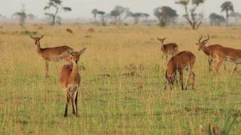 Slow motion of herd of impalas looking at camera in African prairie. Stock Footage 201368013