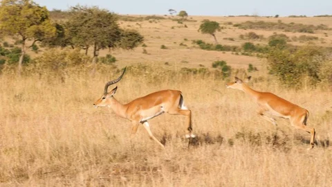 SLOW MOTION Herd of impalas running and jumping in Masai Mara savannah Stock Footage 109261510