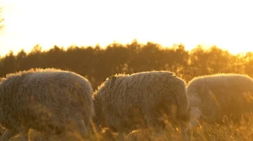 Slow motion herdwick sheep breathing on a cold day in British farm field  Stock Footage 85652044
