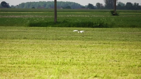 Slow motion. Heron flies over the green field. Stock Footage 172576384