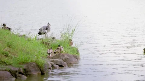 Slow motion of heron walking along pond edge in lush green park Japan Stock Footage 321081745