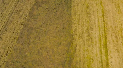 Slow motion high aerial drone footage of a combine harvester Stock Footage 59864640