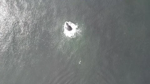 Slow Motion High Angle Aerial of Humpback Breaching Vídeos de archivo 201019392