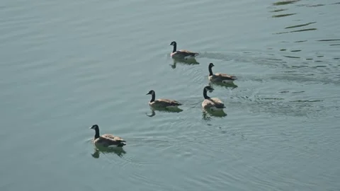 Slow Motion High Angle of Five Canada Geese Swimming in Formation on Calm River Stock Footage 318947676