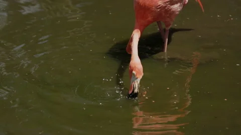 Slow motion high angle shot of an american flamingo feeding Stock Footage 220323326