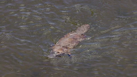 Slow motion high angle tracking shot of a platypus approaches on the mersey rive Vidéo 169340248