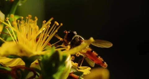 Slow Motion High Detail Macro shot of a wild bee on a St John's wort Stock Footage 246216941