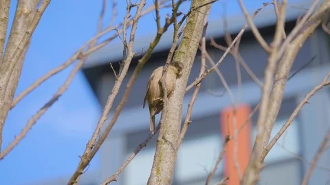 A slow motion high frame rate shot of a gorgeous sparrow perched in a try Stock Footage 105714033