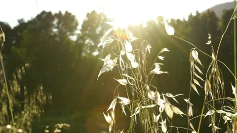 Slow motion of high grass by the river on sunset, 4K Vídeo Stock 76123745