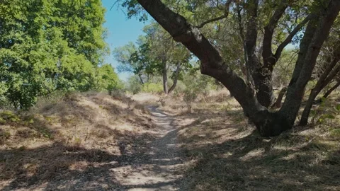 Slow Motion Hike on a Tranquil Path Under Oak Trees Video stock 317215542