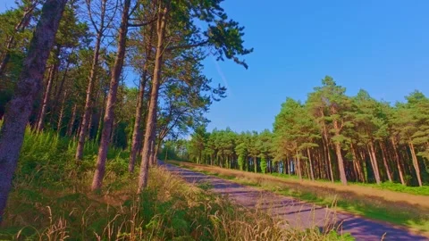 Slow motion hillside pine trees under bright clear blue sky Stock Footage 340440464