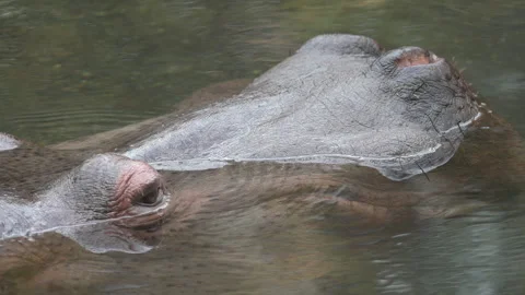 Slow Motion Hippo Submerge Stock Footage 165298434