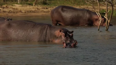 Slow motion of the hippos cooling in the waters of the river Nile. Stock-Footage 201367531