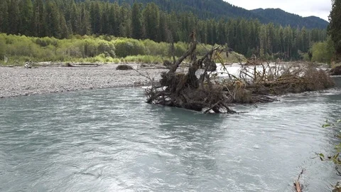 Slow motion - Hoh river flows past downed tree in Olympic National Forest Stock Footage 100560608