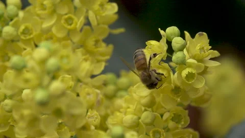 Slow motion Honey bee (Apis mellifera) nectaring on creeping barberry. Stock Footage 184673063