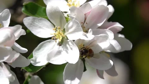 Slow motion of honey bee on apple blossom in spring Stock Footage 130567688