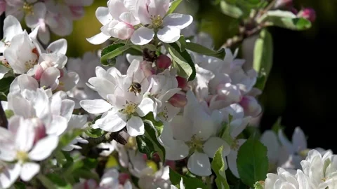 Slow motion of honey bee on apple blossom Stock Footage 130567701