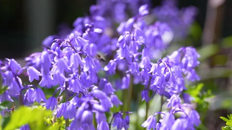Slow motion Honey bee buzzing around bluebell bush collecting pollen Stock Footage 242867552