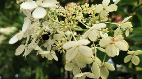 Slow motion honey bee crawls on white flowers Stock Footage 341609598