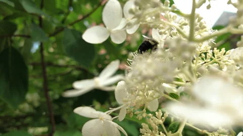 Slow motion honey bee flies off from white flowers Stock Footage 341609777