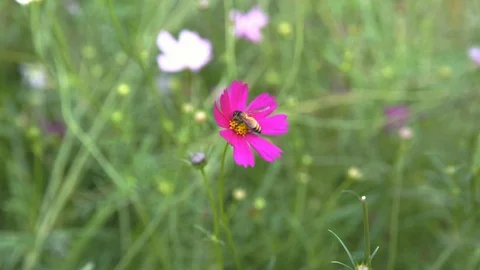 Slow motion honey bee fly on flower Stock Footage 101019101