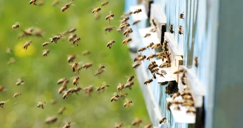 Slow motion of Honey Bee flying around Beehive with blurred background. Stock Footage 110254045