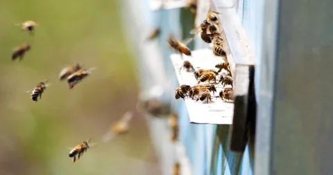 Slow motion of Honey Bee flying around Beehive with blurred background. Stock Footage 120919563