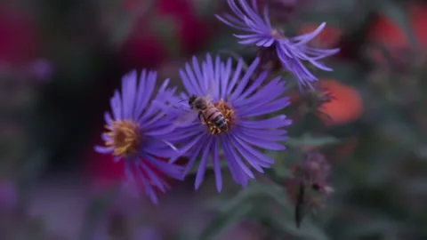 Slow motion honey bee flying in front of a purple flower in a garden Stock-Footage 161376406