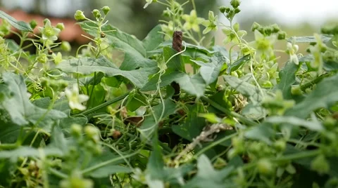 Slow motion honey bee 스톡 동영상 40363566