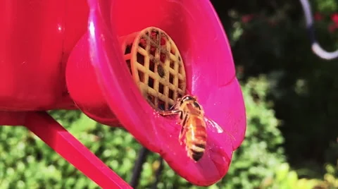 Slow Motion Honey Bee Stock Footage 56266291
