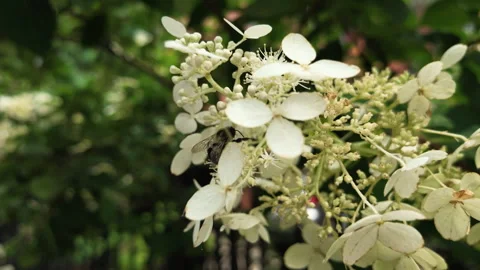 Slow motion honey bee lands on white flowers Stock Footage 341609110