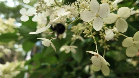 Slow motion honey bee pollinates white flowers Stock Footage 341610282