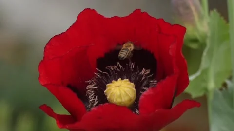 Slow motion of a honey bee pollinating poppy Stock Footage 51630867