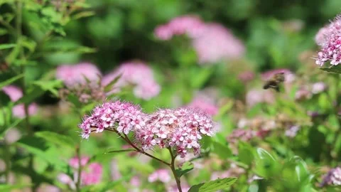 Slow Motion of Honey Bee with Spiraea Japonica Stock Footage 134529536