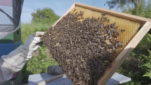 Slow motion honey bees crawling across a hive frame Stock Footage 341288652