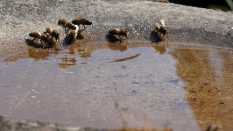 Slow motion honey bees drinking and hovering creating ripples in water Stock Footage 155254364