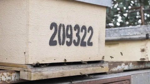 Slow motion honey bees flying into hive Stock Footage 123398960