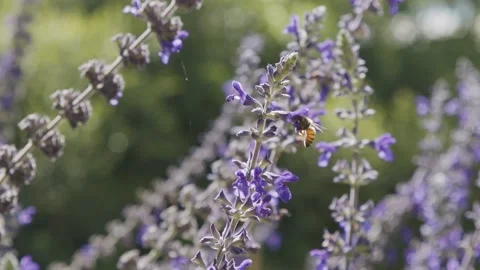 Slow motion of honey bees flying between purple flowers in a garden collecting Stock Footage 196576977