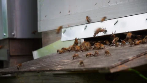 Slow Motion of Honey Bees Flying in and out of Beehive Stock Footage 307138918
