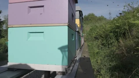 Slow motion honey bees flying to colourful beehives Stock Footage 341288658