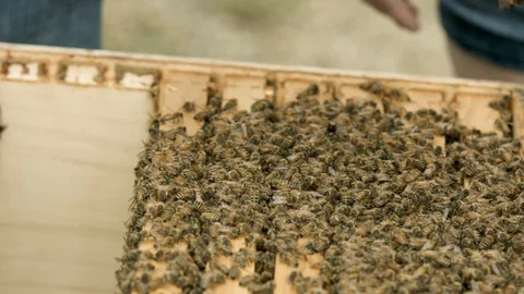 Slow Motion Honey Bees Stock Footage 91041714