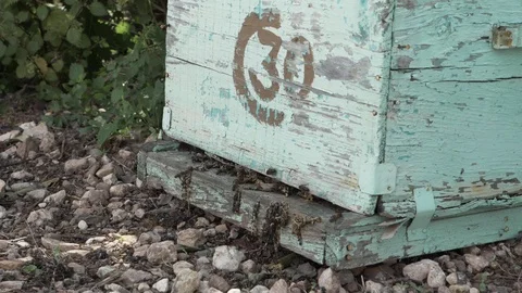 Slow motion honey bees Stock-Footage 123399008