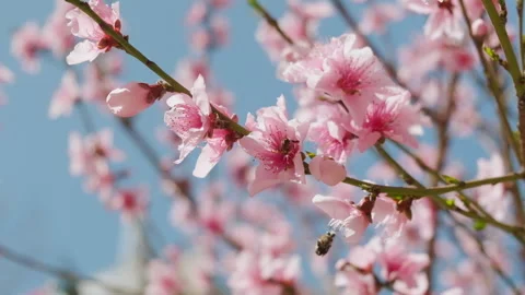 Slow motion of honey bees pollinating pink cherry blossoms. Stock Footage 151997159